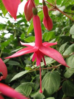 Fuchsia Otti 01